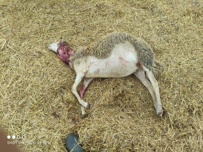 Oveja muerta por un ataque de lobo