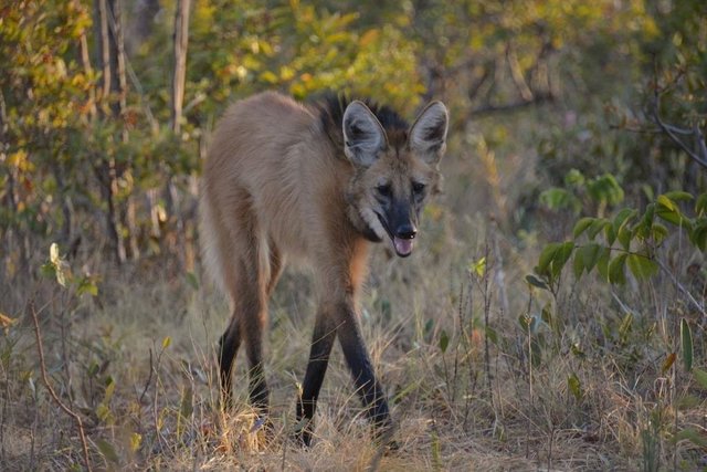 El lobo de crin, el cánido más alto y de patas más largas de América del Sur, está más estrechamente relacionado con el más bajo, el perro de monte (en la foto de abajo), encontraron los investigadores.