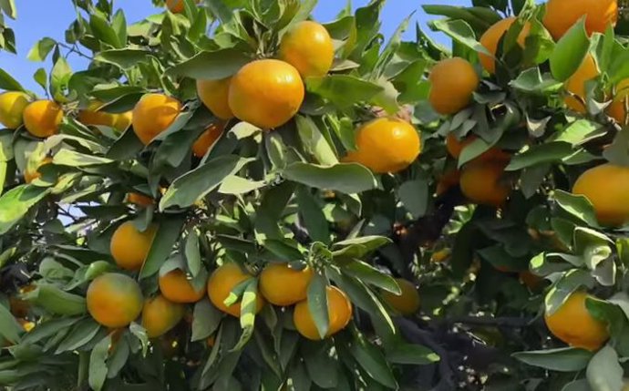 Mandarinas Iwasaki madurando en árbol.