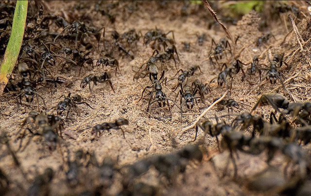 Las hormigas se encuentran generalmente en grandes cantidades. Pero, ¿cuántos de ellos hay en total en la Tierra?
