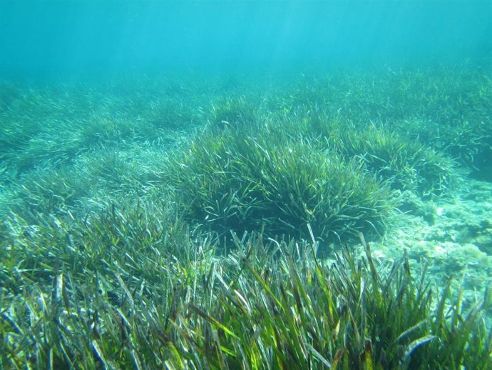 Archivo - Pradera de posidonia en una imagen de recurso