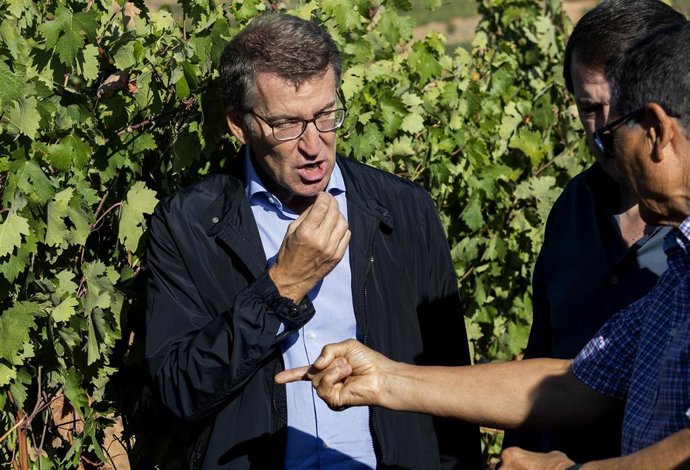 El presidente del PP, Alberto Núñez Feijóo, durante su visita a un viñedo de denominación de origen Ribera del Duero este martes.