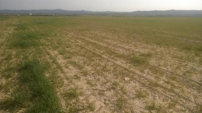 Archivo - Asaja Huesca alerta de poco crecimiento del cereal de invierno de secano