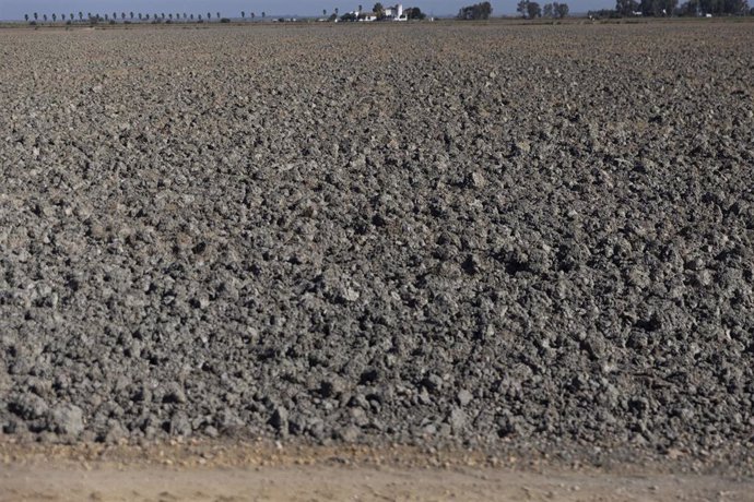 Tierras de cultivo de arroz sin sembrar a causa de la sequía, foto de recurso