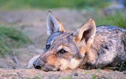 Los lobos también pueden mostrar apego hacia los humanos