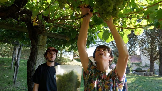 Ponton Propón Prezo Minimo Para Uva E Pago Ao Contado A Produtores. Visita Paza Baión