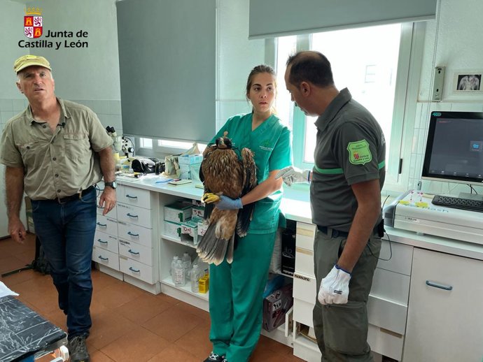 Ejemplar de águila imperial liberada que se encontraba en el CRAS de Valladolid.