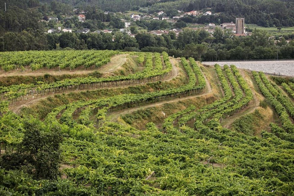 Archivo - Viñedo de bodegas Pazo de San Mauro