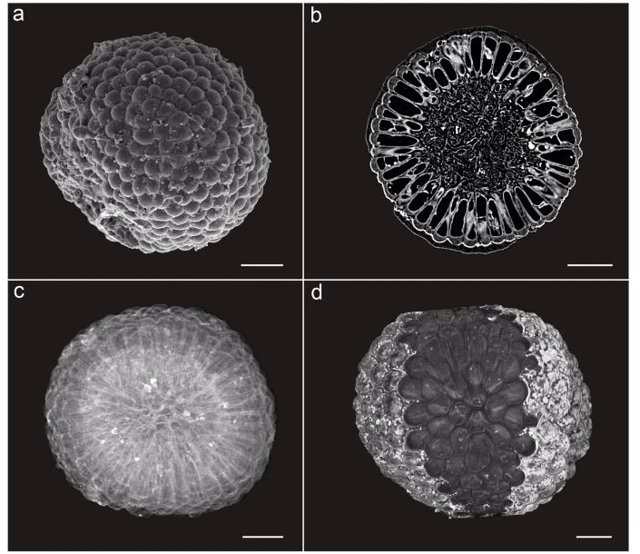 Morfoanatomía general de Protocodium sinense de la Formación Dengying del sur de China.