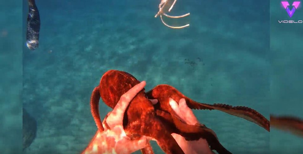Este pulpo se lo pasa en grande con sus amigos los buzos