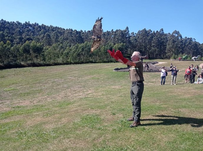 Un agente del Medio Natural de la Consejería de Medio Rural y Cohesión Territorial  del Principado de Asturias, durante la suelta de un busardo ratonero en el Museo Jurásico de Asturias (Muja), en Colunga