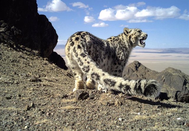 Archivo - La Fundación CBD-Hábitat, La International Snow Leopard Y El Periodista Clemente Álvarez, Han Sido Galardonados Con Los Premios A La Conservación De La Biodiversidad En 2022