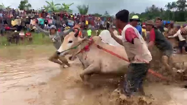 Un fotógrafo capta esta tradicional carrera de vacas de Indonesia