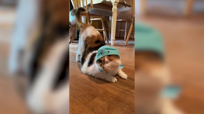 Esta gatita se convierte en toda una celebridad en las redes por sus sombreros