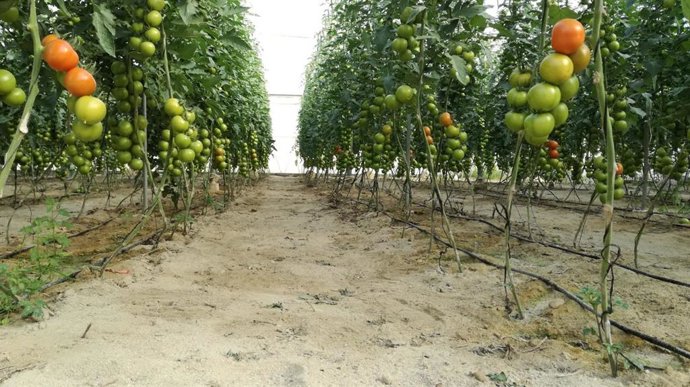 Archivo - Cultivo de tomates. 