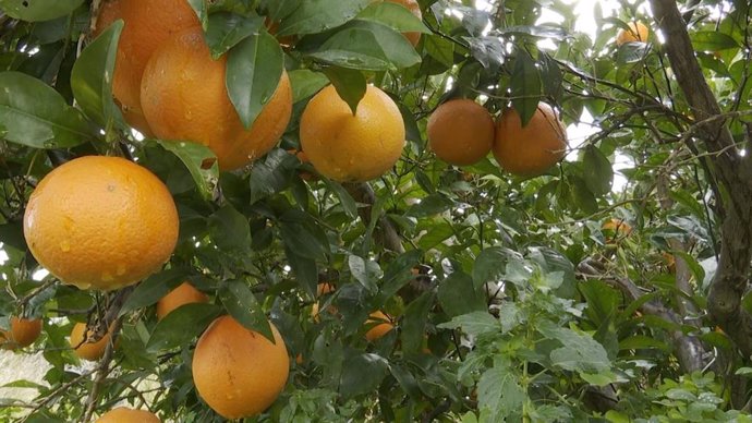 Archivo - Intercitrus califica de "hito" la aprobación de la UE del tratamiento en frío en naranjas