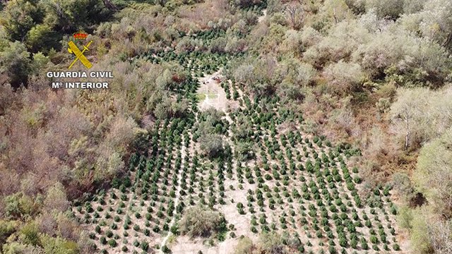La Guardia Civil desmantela una plantación de más de 2.000 plantas de marihuana en El Burgo de Ebro