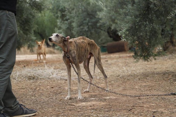Estado que presentaba uno de los galgos rescatados en la finca de Cabra.