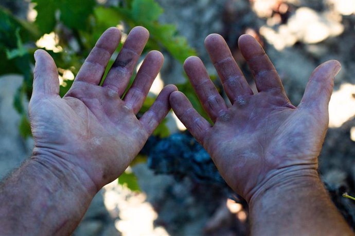 La vendimia, generalizada en La Rioja "con condiciones extraordinarias"