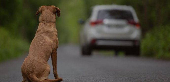 Archivo - Campaña contra el abandono de perros durante las vacaciones de verano