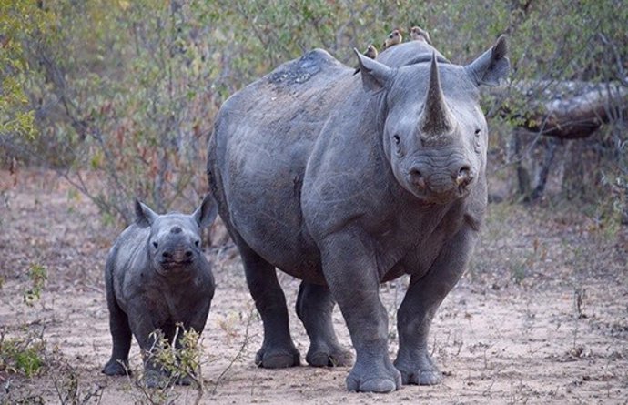 Ejemplar de rinoceronte africano con su cría.