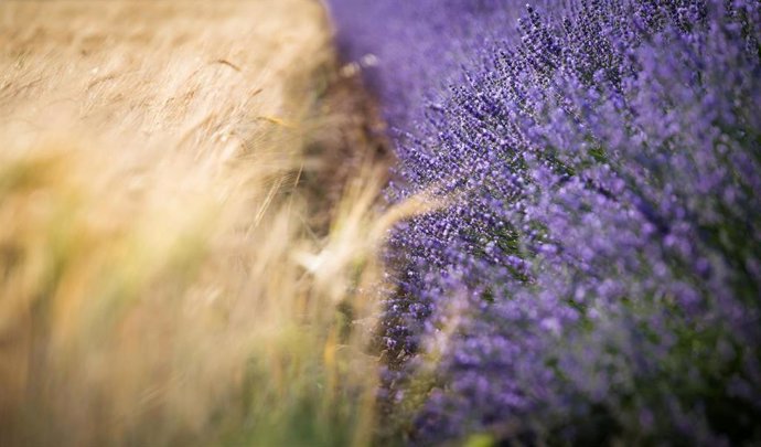 Archivo - Contraste de los campos de trigo con los campos de lavanda 