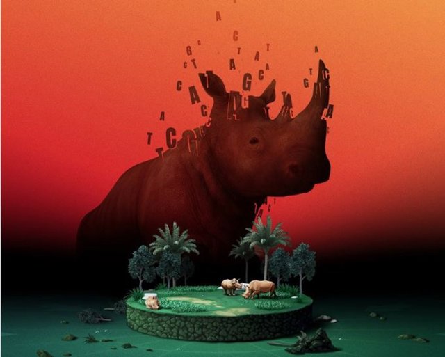 Concepto artístico que ilustra el rango geográfico decreciente del rinoceronte y la pérdida de variabilidad genética.