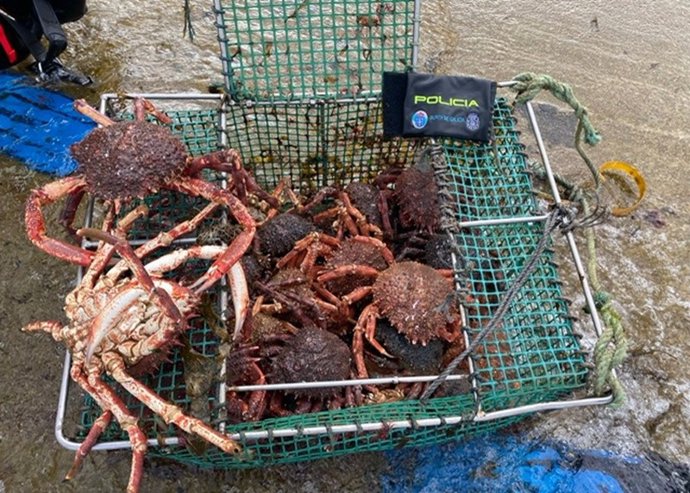 Imagen de las centollas incautadas.