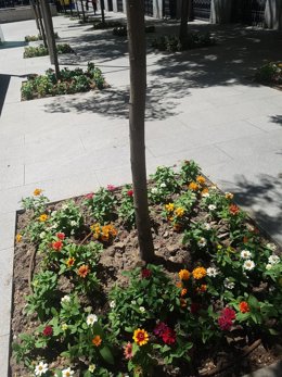 Alcorque con flores en la calle Montalbán