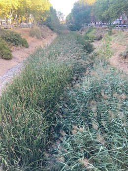 Exceso de vegetación en el cauce del río Esgueva a su paso por el barrio Belén de Valladolid