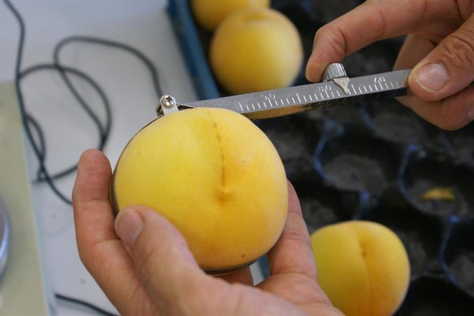 En el centro de ensayo se examinan las variedades de almendro, melocotón, cerezo, peral y membrillero, candidatas para los registros de variedades de España y de la UE.