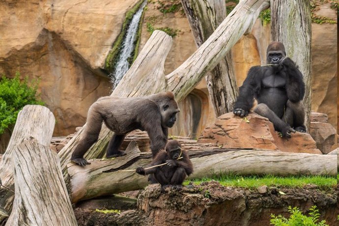 Familia de gorilas