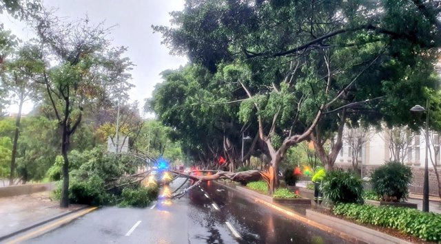 Imagen de un árbol caído en Santa Cruz de Tenerife