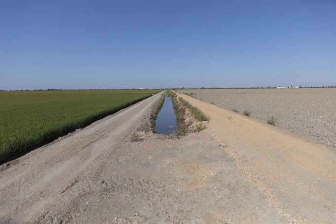 A la derecha un campo de arroz junto a otro sin sembrar a causa de la sequía, en Isla Mayor. A 26 de agosto de 2022 en Sevilla (Andalucía, España). (Foto de archivo).