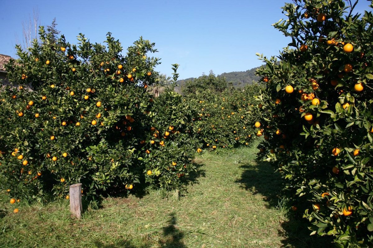 Fogaiba Abona Millones De Euros De La Ayuda Para El Sector Agrario