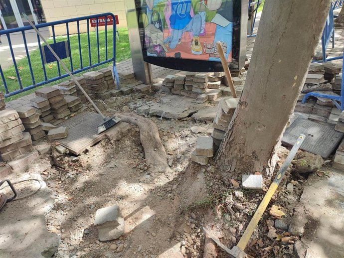 El Ayuntamiento retira dos árboles, cuyas raíces estaban dañando el pavimento en la calle Madre de Dios