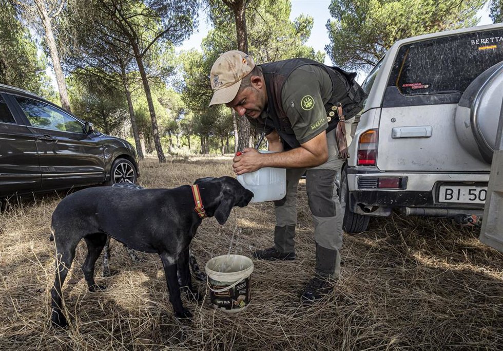 Archivo - Un cazador da agua a un perro, el primer día de inicio de la media veda en Castilla y León, en Olmedo, a 15 de agosto de 2021, en Valladolid, Castilla y León (España). La media veda arranca este domingo en Castilla y León con una nueva Ley de 