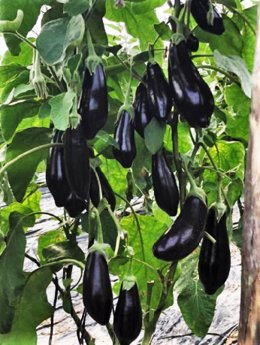 The concept of B+H Solutions GmbH: Strong, vital and above all healthy plants like these aubergines  