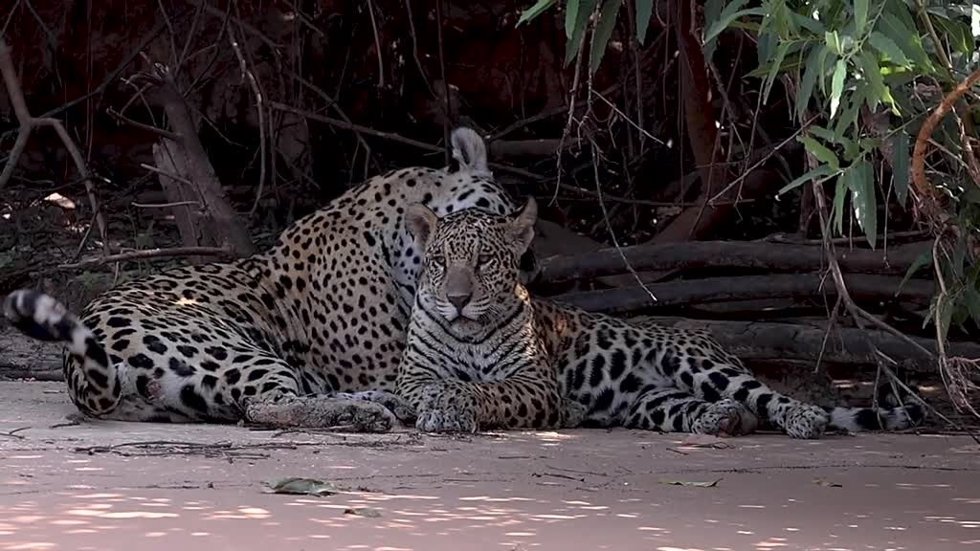 El intenso combate entre un jaguar y un caimán en la selva