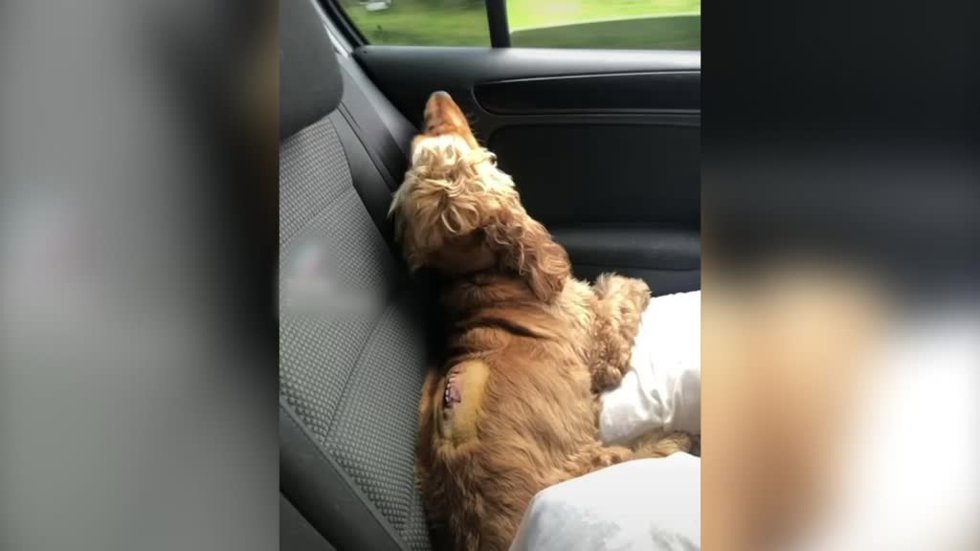 Este perrito logra recuperarse y volver a caminar