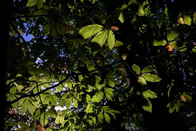 Archivo - Hojas de un castaño ubicado en El castañar de El Tiemblo, a 21 de octubre de 2021, en El Tiemblo, Ávila, Castilla y León, (España). El Castañar de El Tiemblo, considerado el bosque de castaños más extenso del Sistema Central, recibe visitas de t