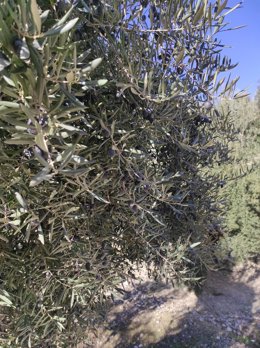 Archivo - Imagen de archivo de aceituna en un olivar