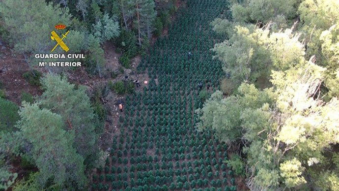 Plantación de marihuana en Guadalajara.
