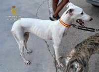 La Guardia Civil sorprende a dos furtivos cazando en época de veda en un coto privado de Torre Pacheco