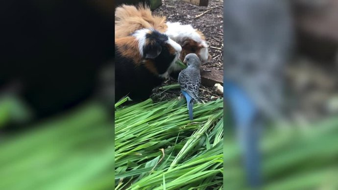 La curiosa relación de una cobaya y un periquito
