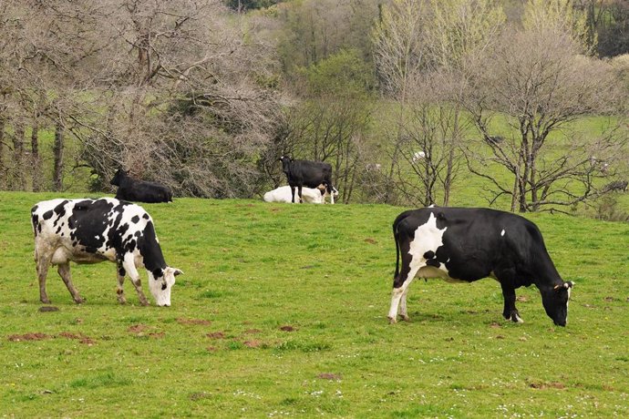 Archivo - Varias vacas lecheras 