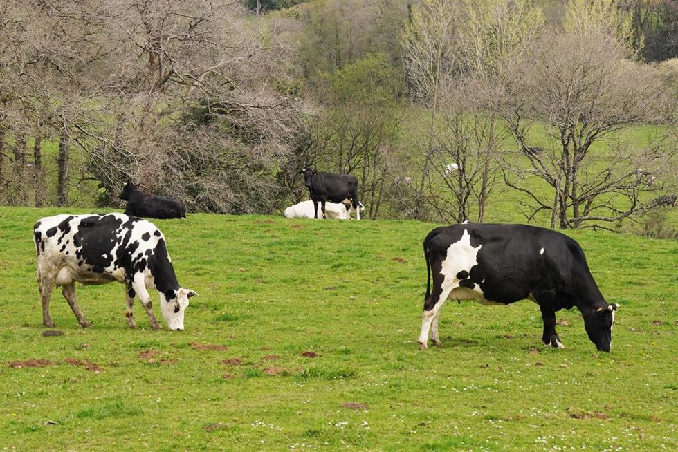 Archivo - Varias vacas lecheras 