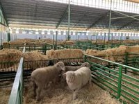 El ministro de Agricultura inaugura este jueves la Feria Ganadera de Zafra tras tres años sin celebrarse