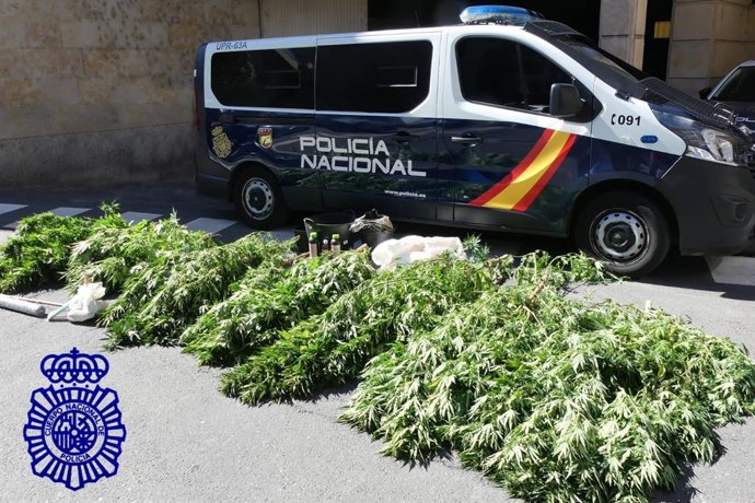 Plantas de marihuana incautadas en la operación en la Sierra de Salamanca.