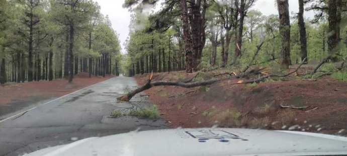Árbol caído en El Hierro durante el paso de la borrasca subtropical 'Hermine' por El Hierro